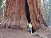 Elena-Agee-Yosemite